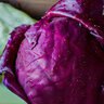 Cabbage Red Acre ORG Vegetable Seed 
