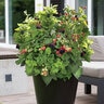 Rubus X Baby Cakes Bushel and Berry Dwarf Blackberry