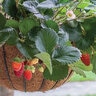 Fragaria x ananassa Rosy Belle Bushel and Berry Strawberry True 1 gal. (3.79 L) Container