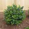 Vaccinium X Southern Bluebelle Bushel & Berry Blueberry