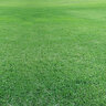 St. Augustine Sod Raleigh St. Augustinegrass (per sq. ft.)