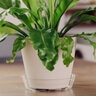 Pot Saucer Vinyl Clear 9 in. 50/pack (8 packs/case)