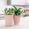 Plant Tray With Display 12 in.