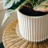 Everspring Heavy Duty Plant Saucer Clear 14 in. (25 pc./pack)