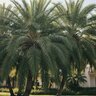 Vital Earth 12-4-12 Palm Food 4 lb.