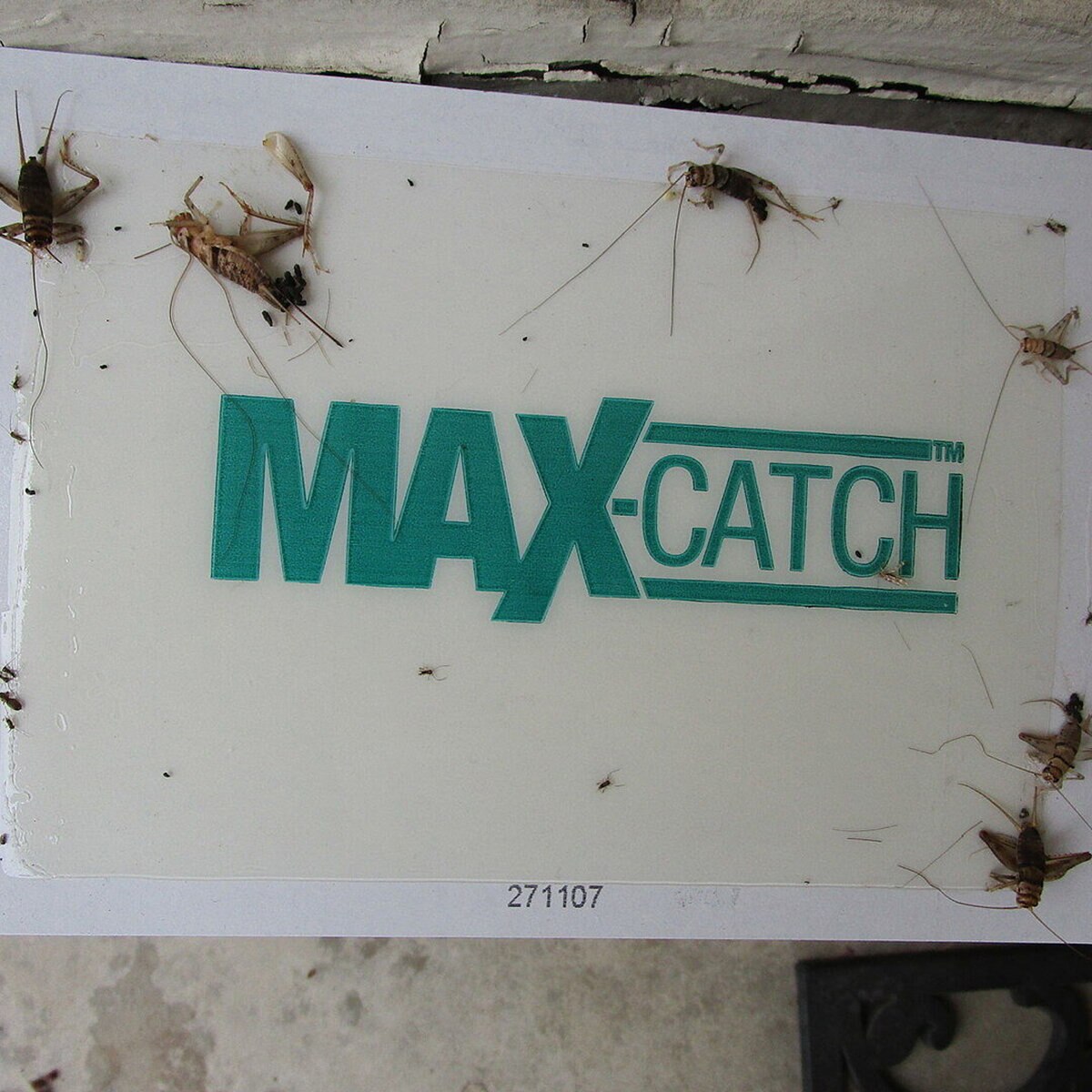 Catchmaster 72MAX Econo Peanut Butter Mouse & Insect Glue Boards 72 ...