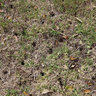 Classen Steerable Compact Aerator w/ Kohler Engine