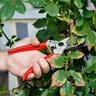 Corona Max Pruner 1 in. Cut
