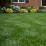 Country Club Fertilizer 26-0-5 Mini 50% CRN 50 lb.