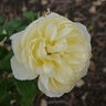 Rosa X Vanessa Bell David Austin English Shrub Rose 5 gal. Container