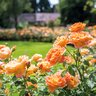 Rosa X Lady of Shalott David Austin English Shrub Rose