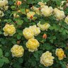 Rosa X Charles Darwin David Austin English Shrub Rose 5 gal. Container