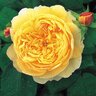 Rosa X Charles Darwin David Austin English Shrub Rose 5 gal. Container