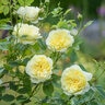 Rosa X The Country Parson David Austin English Shrub Rose