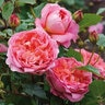 Rosa X Boscobel David Austin English Shrub Rose