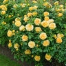 Rosa X Golden Celebration David Austin English Shrub Rose
