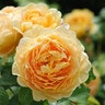 Rosa X Golden Celebration David Austin English Shrub Rose