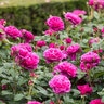 Rosa X James L. Austin David Austin English Shrub Rose