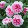 Rosa X The Ancient Mariner David Austin English Shrub Rose