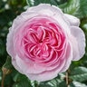 Rosa X The Ancient Mariner David Austin English Shrub Rose
