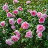 Rosa X The Ancient Mariner David Austin English Shrub Rose