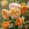Rosa x Bring Me Sunshine David Austin English Shrub Rose
