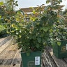 Rosa X Elizabeth David Austin English Shrub Rose