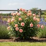 Rosa x Eustacia Vye David Austin English Shrub Rose