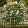 Rosa X The Albrighton Rambler David Austin English Rambling Rose