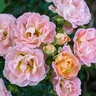 Rosa X Peach Drift Rose