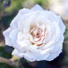 Rosa X White Drift Rose