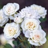 Rosa X White Drift Rose