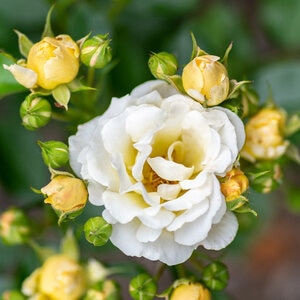 Rosa X Popcorn Drift Rose