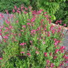 Salvia Greggi Big Pink Texas Sage 1 gal. Container