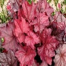 Heuchera X Front & Center Fire Chief Coral Bells