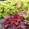 Heuchera X Front & Center Fire Chief Coral Bells