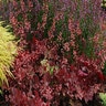 Heuchera X Front & Center Fire Chief Coral Bells