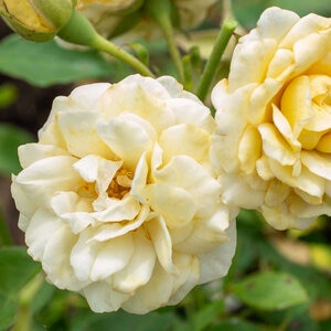 Rosa x Buttercream Drift Rose True 3 gal. (11.36 L) Container