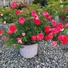 Rosa X Coral Drift Rose Tree Form Standard 3 gal. Container