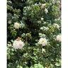 Rosa X White Drift Rose