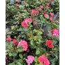 Rosa x Coral Drift Rose