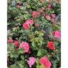 Rosa x Coral Drift Rose