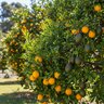 14-4-8 Citrus/Avocado 32 #