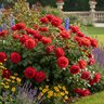 10-12-6 Rose and Flower 16#