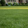 EC Grow Fertilizer 11-2-4 40% CRN 10% AS Bio 0.85Fe 50 lb.