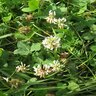 White Dutch Clover Seed (lb.)