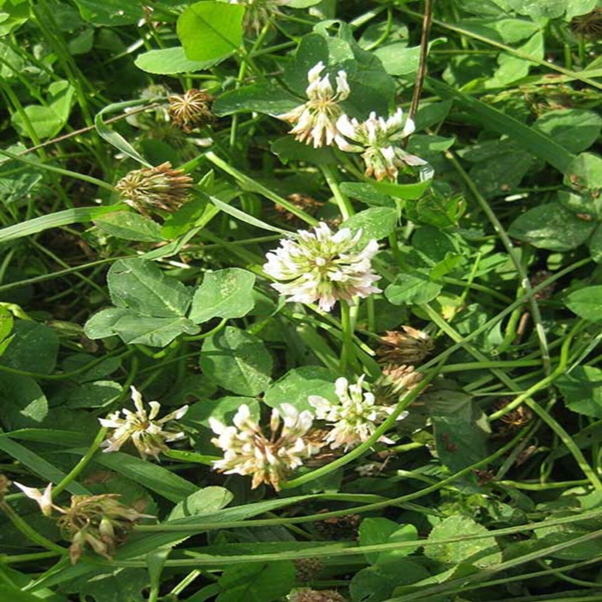 White Dutch Clover Seed (lb.) | SiteOne US