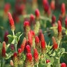 Crimson Clover Seed (lb)