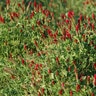 Crimson Clover Seed (lb)