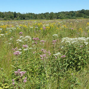 Wetland Meadow (FACW) Seed Mix (lb.)